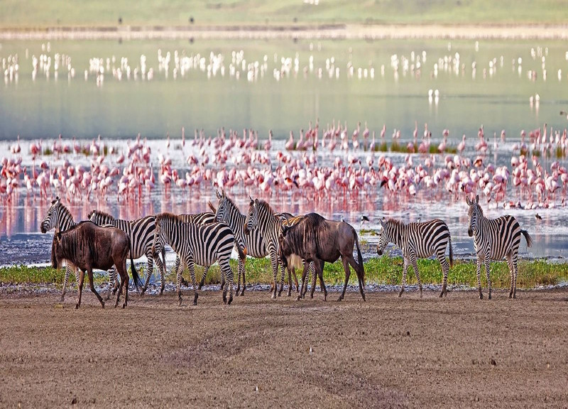 Swahili Tribe Tours, Taxi and Tours - Zanzibar tours - Mnemba island tour