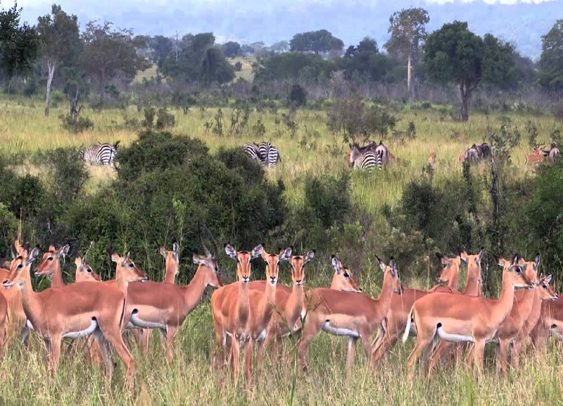 Swahili Tribe Tours, Taxi and Tours - Zanzibar tours - Mnemba Atoll tour 03