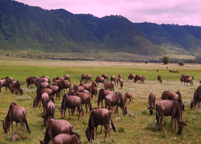 Swahili Tribe Tours, Taxi and Tours - Zanzibar tours - Mnemba Atoll tour