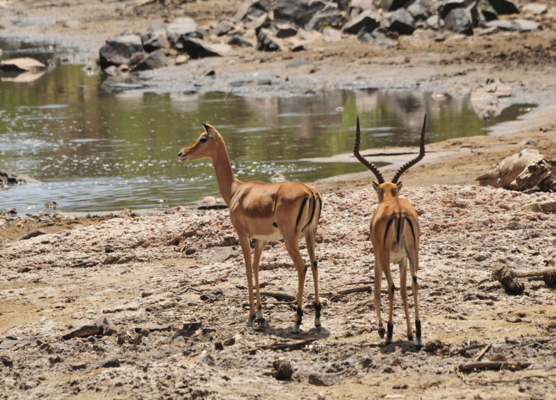 Swahili Tribe Tours, Taxi and Tours - Zanzibar tours - Mnemba Atoll tour 02