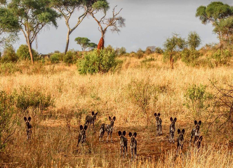 Swahili Tribe Tours, Taxi and Tours - Zanzibar tours - Mnemba Atoll tour 01